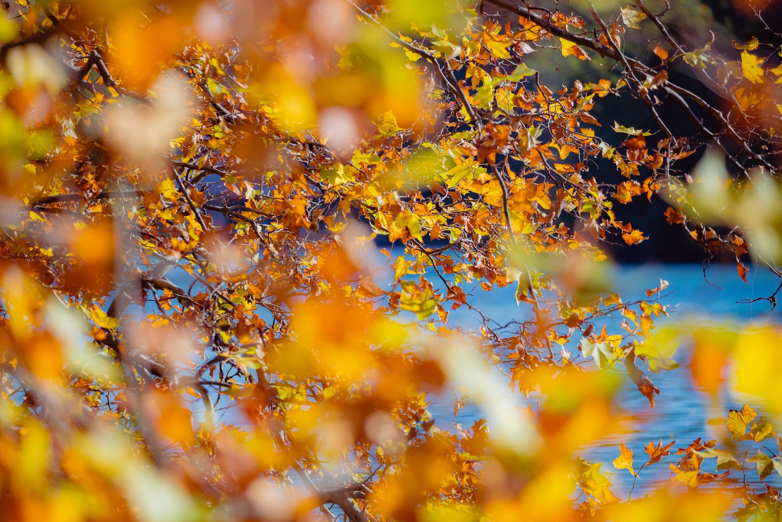 a close up of some leaves